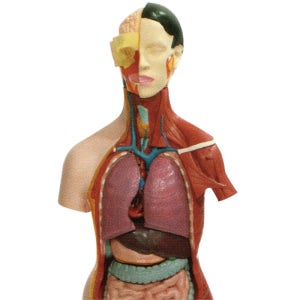 과학실 내부 장기 분해 조립형 인체 근육 반신 해부모형 진로캠프 만들기교재 세특