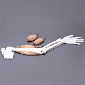 초등과학 팔 알통 근육 접기 펴기 실험 팔근육 모형 발명반 학생용 스팀교육 기관교구