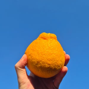 제주 써니트 한라봉 10kg 5kg 제주도 노지 제철