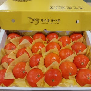 설날 선물세트 귤 5kg 한라봉 황금향 만감류 명절선물