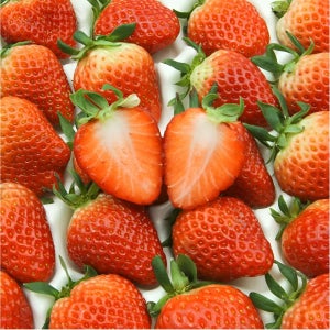 [고품질] 딸기 설향 산지직송 신선한 고당도 생딸기