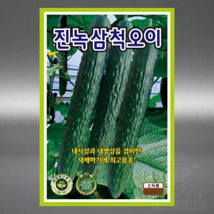 KS 진녹삼척오이 400립 내서성 내병성 삼척 오이 씨앗 씨 국내생산 종자