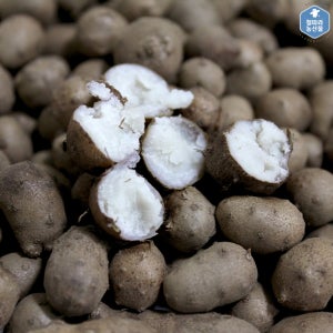 안동 햇 마씨 마씨앗 영여자 열매마 2kg 3kg