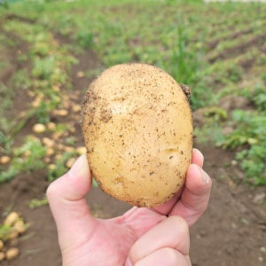 산지직송 경남 강원도 햇감자 수미감자 특품 특사이즈 5kg, 1개