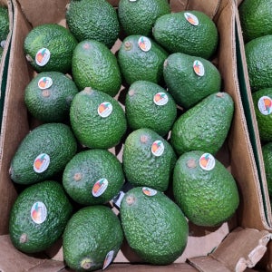 샤콤 프레시 농장 프리미엄 아보카드