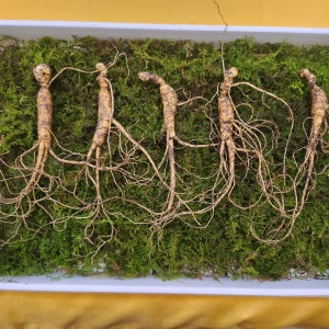 산양삼 8년근 선물용 산양산삼 명절 건강선물