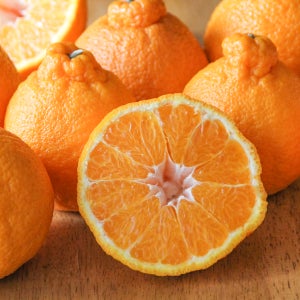 유기농 한라봉 3k 풀어 놓고 키우는 서귀포 동래농원 10Brix, 4.8kg, 1개