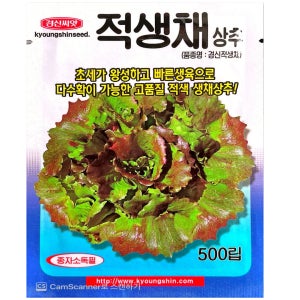 생채 상추씨앗 500립 적생채상추종자 아삭이샐러드 쌈용 경신