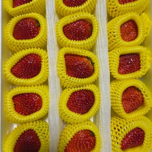 농장에서 방금 수확한 비타킹 딸기 프리미엄 생딸기