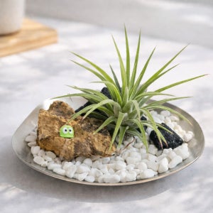 작은사막 이오난사 힐링 테라리움 키트 집들이 선물 인테리어 오브제 틸란드시아