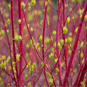 가든조아 흰말채나무 시베리안 펄스 사계절 포인트 관목
