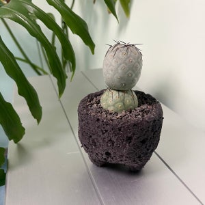 습지야 눈사람 선인장 인테리어 반려식물 블랙스톤M