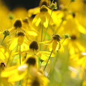 삼잎국화 씨앗 200립 대포장