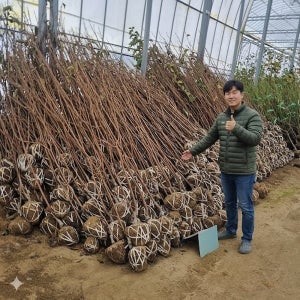 감나무 묘목 대봉감나무 3년생 분묘 유실수 홍시감