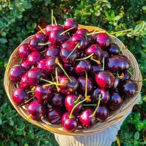 프리미엄 고당도 생체리 500g 1kg 2kg 왕체리 항공직송