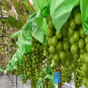 [맛] 특등급 샤인머스켓 3수, 2.4kg 물대신 고급과일 후숙