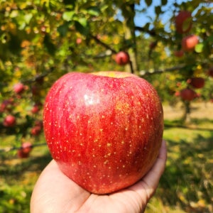 새콤달콤 영주사과 부사사과 5kg 대과 14-16과 선물포장