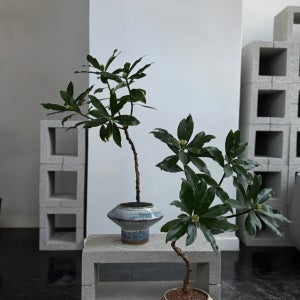 렌토 LENTO 천리향 키우기 집들이 개업 승진 화분 식물 카페 플랜테리어