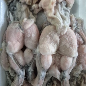 (한마음 미트) 영양만점 탈피 냉동 식용 개구리 베트남산 FROZEN WHOLE CLEANED FROG