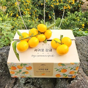 귤레귤레 제주 감귤 직배송 산지직송 선물세트 노지 당도높은 비가림 하우스 귤 3kg 5kg 10kg