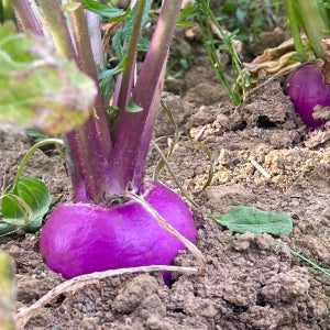 노지 수확 강화순무 강화도 햇순무 무청서비스(옵션)