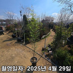 충주원예조경 / 대나무 / 오죽 / 1.5m(전후)