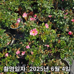 충주원예조경 / 찔레장미 / 빙고 메이안디나 / 5치 포트 / 개화주