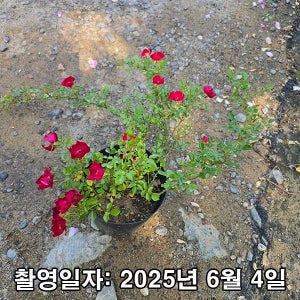 충주원예조경 / 찔레장미 / 벨벳 / 5치 포트 / 개화주