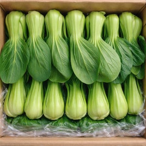 신선함 가득 청경채 샤브샤브 마라탕 용 1kg 2kg 4kg