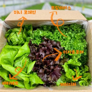 풀리프 제주 유러피안 샐러드 채소 5종 1kg