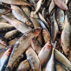 국내산 냉동 청어 10kg 60미 내외