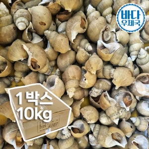 바다우체국 통골뱅이 10kg 업소 도매용 속초 생골뱅이 증숙골뱅이