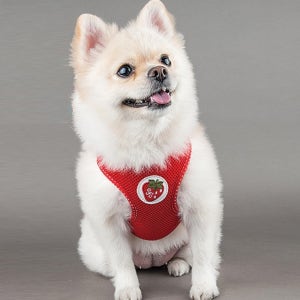 조끼형 목졸림없는 편안한 강아지하네스 가슴줄하네스 도그