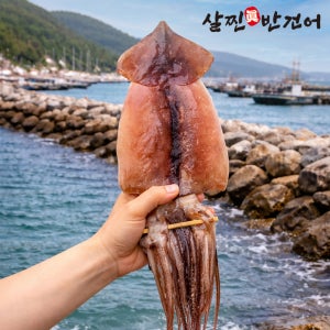[살찐반건어]반건조 오징어 대 10미 1.1Kg 피데기 마른 건오징어 위생건조 HACCP