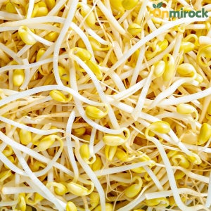 온미락 국내산 친환경 무농약 산소 콩나물 1kg 2kg 3kg 천연암반수 산지직송