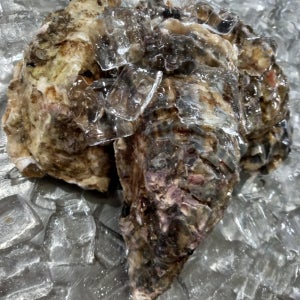 통영 삼베체굴 1kg 바위 석화 석굴