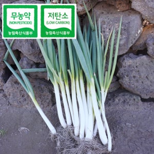 제주생명밥상 무농약 대파 흑백요리사 1kg, 1개