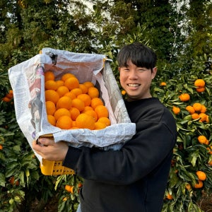유통하맨x파머들 천혜향 제주 서귀포 꼬마 대과 왕 제수용 천애향3kg 5kg 10kg
