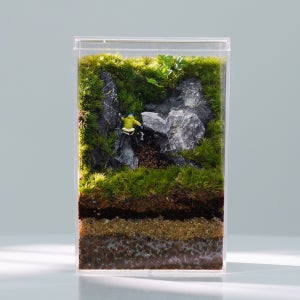 모지움 등산컨셉 하이 테라리움 세트 이끼 비바리움 제주애기모람 비단이끼