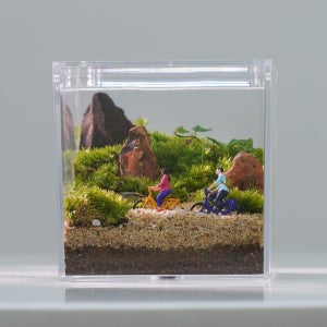 모지움 커플자전거컨셉 테라리움 세트 이끼 비바리움 제주애기모람 비단이끼