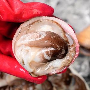 제철 여수 새조개 실중량 200g 손질 샤브샤브