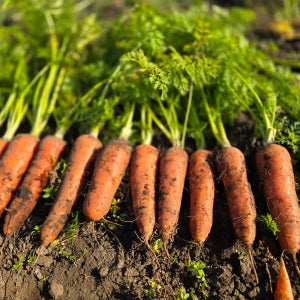 제주생명밥상 구좌 햇당근 산지직송 친환경 무농약 저탄소 베이비 이유식용 흙당근, 10kg, 1개