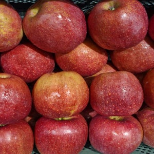 청송 꿀 사과 경북 부사 햇 못난이 사과 10kg 산지직송