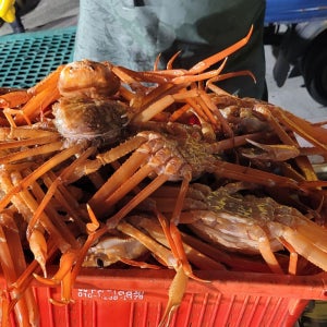 포항 구룡포 제철 자숙 대게 연지 홍게 박달 대게 3kg 6-7미 꽉찬 수율 80-90%