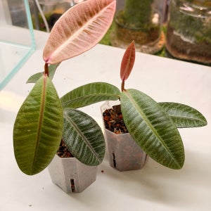 라비시아 그린팬서 대품 정글플랜츠 비바리움식물 테라리움 정글식물