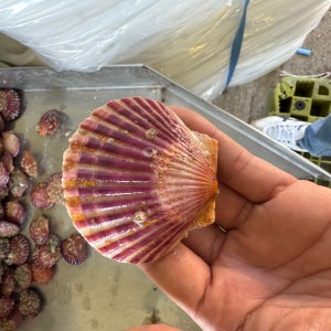 뚱땡이 수산물 자연산 홍가리비 2kg