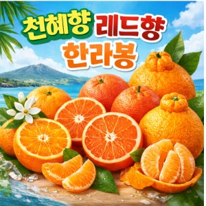 레드향 한라봉 천혜향 산지직송 대용량 벌크 산지직송 제주 고당도 제철과일 가정용 10kg