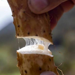 국내산 안동 장마 산마 참마 생마 파지 알뜰 마