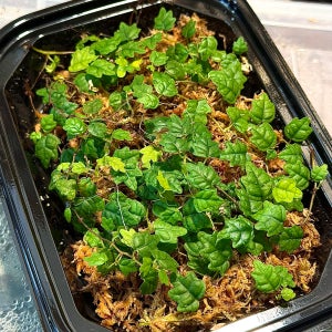 제주애기모람 대용량 1팩(약 15줄기) 애기모람 테라리움식물 정글플랜츠 비바리움 희귀식물