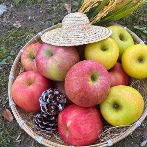 리아쓰 가정용 경북 꿀사과 시나노 부사 홍로 선물용 중소과 3kg 3.5kg 4kg 4.5kg 5kg 10kg